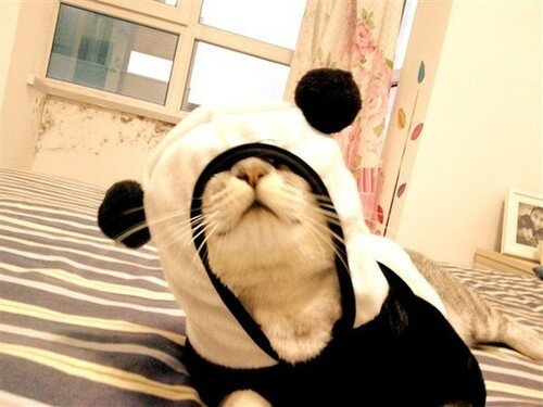 Cat-In-A-Panda-Costume.jpg