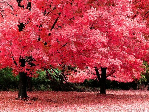 Japanese pink leaf trees