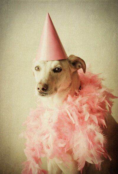 Dog In Pink Party Hat Kawaii Blog
